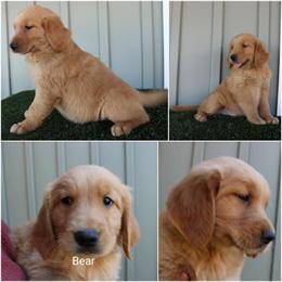 Golden Retrievers Ready January 2026 in Akron, oh