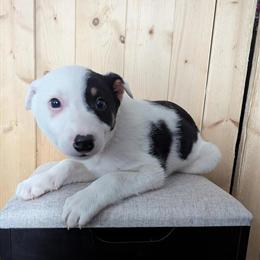 Border Heeler Puppies Looking for New Homes in Goshen, in