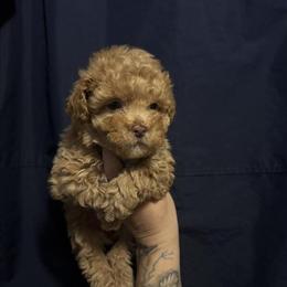Toy Poodle Puppies Available in Hyattsville, md