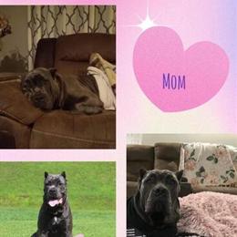 Cane Corso Puppies Available in Willisburg, ky