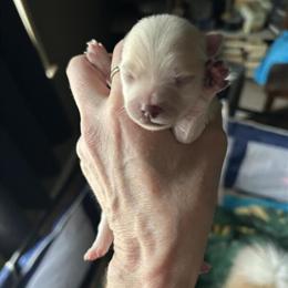 Pomeranian Puppies Ready for Forever Homes in Delphi, in