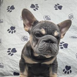 French Bulldog - Big Rope, 14 Weeks Old in Fort Wayne, in