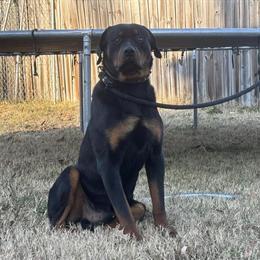 Male Rottweiler Puppy for Sale in Newport News, va