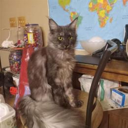 Maine Coon - European Black Smoke Female, 4 Years Old in La Crosse, wi