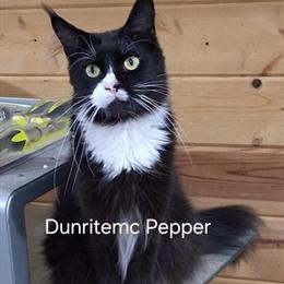 Purebred Maine Coon Cats Available in La Crosse, wi