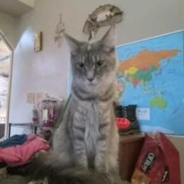 Maine Coon Cat Available in La Crosse, wi