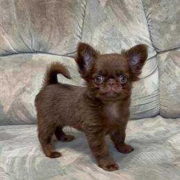 Chihuahua Puppy Available in Yulee, fl