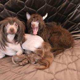 Chinese Crested Looking for a Forever Home in Yulee, fl