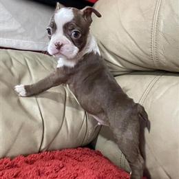 Boston Terrier Males Available in Roanoke, va