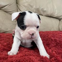 Boston Terrier Males Available in Roanoke, va