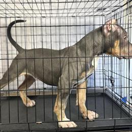 XL American Bully Male Puppy Ready for Forever Home in Berwyn, il