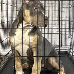 XL American Bully Female Puppy Ready for a Forever Home in Berwyn, il