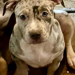 XL American Bully Female Puppy Ready for a Forever Home in Berwyn, il