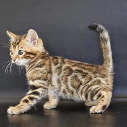 TICA Rosetted Bengal Kittens Available for Adoption in Carlsbad, ca