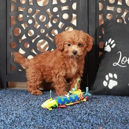 Shih-poo Puppy Felisha Ready for a New Home in Mount Vernon, oh