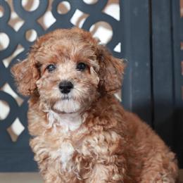Poodle Puppy Cricket Ready for a Loving Home in Mount Vernon, oh