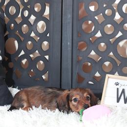 Female Red Miniature Dachshund Ready for a New Home in Mount Vernon, oh