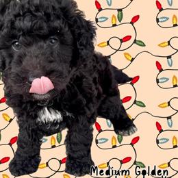Mini Golden Mountain Doodles Available Now in Belleville, mi
