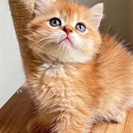 British Shorthair Kitten Available in Brooklyn in Brooklyn, ny