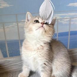 British Shorthair Kitten - Super Cute and Sweet in Brooklyn, ny