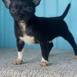 Chihuahua Male Available for Stud Services - 5 Years Old in Boston, ma