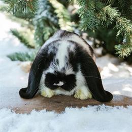 Mini Lop Babies Available - Handled Daily in Fowlerville, mi
