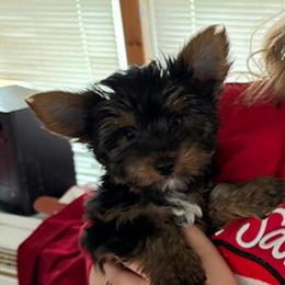 Male Yorkshire Terrier Looking for Forever Home in Madison, in