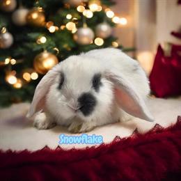 Holland Lops Ready for Adoption - Kid Friendly and Social in Fowlerville, mi