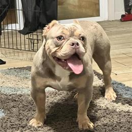 9 Month Old Female Bully in Cedar Hill, tx