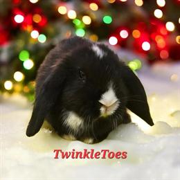 Holland Lops with Blue Eyes Looking for Forever Homes in Fowlerville, mi