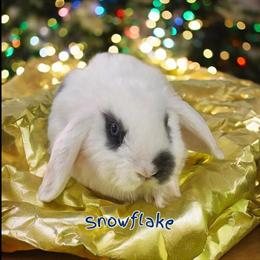 Holland Lop Baby Rabbits Seeking Forever Homes in Fowlerville, mi