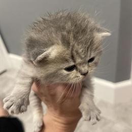 British Shorthair Kittens - Lilac and Golden Available in Lakeland, fl