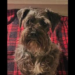 Miniature Schnauzer Puppies Due in April in Niles, mi