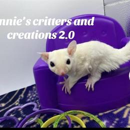 Sugar glider joeys available from Texas breeding program in Killeen, tx