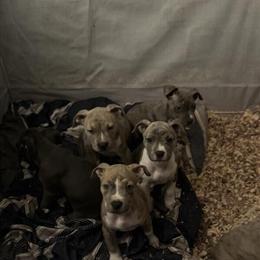 Pitbull Blue & Brindle Mix Puppies for Adoption in Sicklerville, nj