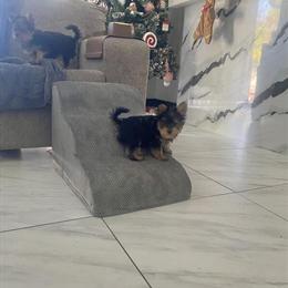 Yorkshire Terrier Male Puppy Available in Orlando, fl