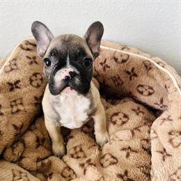 French Bulldogs Available for Purchase in Houston, tx