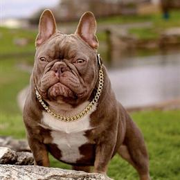 Isabella French Bulldog Stud - Chump Change, 1 Year Old in Houston, tx