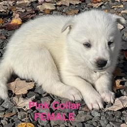 Siberian Husky puppies available in Culpeper, VA in Culpeper, va