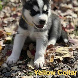 Purebred Siberian Huskies for Sale in Culpeper, va