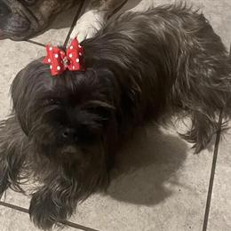 Female Yorkshire Terrier Looking for a Loving Home in Galloway, oh