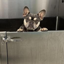 Female French Bulldog for Sale in Burnsville, nc