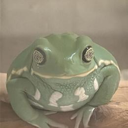 Waxy Monkey Frogs for Adoption in Tucson, az