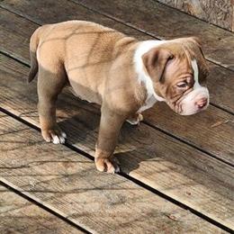 American Bully Pup Available in Chesapeake, va