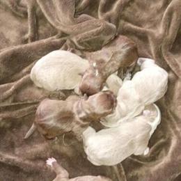 Micro American Bully Puppies Available in Palmyra, va