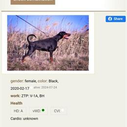 European Doberman Stud Available for Limited Breedings in Schaumburg, il