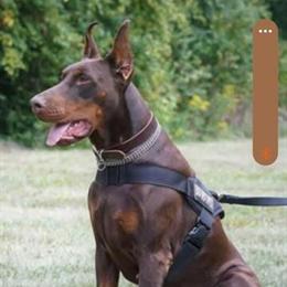 European Doberman Litter Expected at End of October in Schaumburg, il