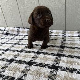 Chocolate Labrador Retriever Puppies Available in Burlington, nc