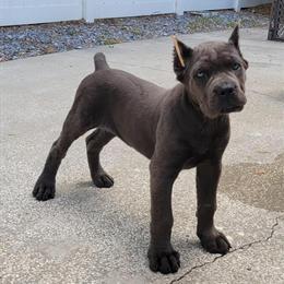 Cane Corso Puppies from Champion Bloodlines Available in Douglasville, ga