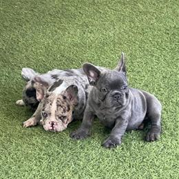 French Bulldog Puppies Available in Orlando, fl